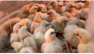 Some of thousands of chicks that survived more than three days after being abandoned in a US Postal Service truck without food or water as temperatures climbed into the mid-80s. (Photo by First State Animal Center and SPCA)
