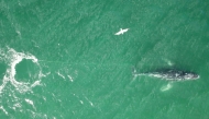 This handout frame grab taken from video footage provided by whale rescue group Organisation for the Rescue and Research of Cetaceans in Australia (ORRCA) on June 9, 2025 shows the distressed humpback whale tangled in a rope swimming south of Sydney Harbour. (Photo by Handout and Clay Sweetman / ORRCA / AFP) 