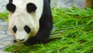 Giant panda Rauhin eats at Adventure World amusement park in Shirahama, Wakayama prefecture, Japan, June 27, 2025. (Xinhua/Jia Haocheng)