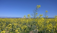 Canola plants in a field near Balliang, Victoria, Australia. (Photo by Carla Gottgens/Bloomberg)
