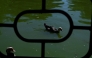A picture taken on September 11, 2025 shows ducks in a pond of the Parque de los Principes, in Seville, after parks have closed due to several outbreaks of avian influenza. Photo by CRISTINA QUICLER / AFP