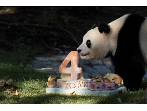 Staff at the Smithsonian’s National Zoo present giant panda Qing Bao with a cake and presents in Washington. All pictures: Carolyn Van Houten/The Washington Post