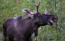 Moose Emil nibbles on a branch as he walks around in Saint Poelten, Austria on September 6, 2025. Photo by HELMUT FOHRINGER / APA / AFP