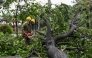Workers use a chainsaw to cut the branches off a tree that fell in strong winds ahead of the arrival of Typhoon Kalmaegi near Quy Nhon beach, Central Vietnam on November 6, 2025. Photo by Nhac Nguyen/ AFP