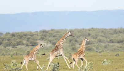 An adult and two juvenile Masai giraffes sprint across the savannah after one is darted with a tranquilizer from a helicopter during an exercise to translocate large herbivores from Kedong Ranch due to land subdivisions and corralling that have disrupted wildlife migratory routes in Naivasha, Nakuru County, on November 16, 2025. Photo by Tony Karumba/ AFP