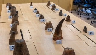 This undated handout photo released on November 18, 2025 by the National Parks Board of Singapore shows rhinoceros horns seized by authorities in Singapore, after the horns and other animal parts were confiscated during inspection of a shipment bound for Laos. Photo by Handout / National Parks Board of Singapore / AFP