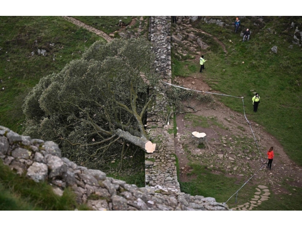 (Files) Police officers stand on duty at the edge of a cordon around the felled Sycamore Gap tree, along Hadrian's Wall, near Hexham, northern England on September 28, 2023. (Photo by Oli Scarff / AFP)