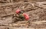 A rescuer rests as they search for victims buried by a landslide in Pasirlangu village in Cisarua, Bandung, West Java, on January 26, 2026. Photo by Timur Matahari / AFP
