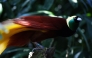 Greater Bird of Paradise by Andrea Lawardi / Wikimedia Commons / CC BY 2.0