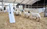 The festival celebrates halal livestock practices and Qatar’s pastoral heritage.