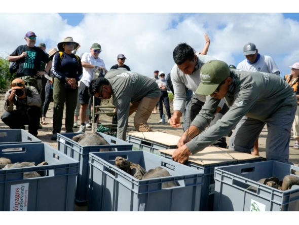 This handout picture released by Ecuador's Environment Ministry shows park rangers releasing Floreana giant tortoises (Chelonoidis niger) on Floreana Island, in the Galapagos archipelago, Ecuador, on February 20, 2026. (Photo by Handout / Ecuador's Ministry of Environment / AFP)