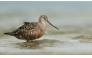 Handout picture released by the Macaulay Library at the Cornell Lab of Ornithology, shows a Hudsonian Godwit on Minimoy Island in the Monomoy National Wildlife Refuge, Massachusetts, US on August 21, 2017. (Photo by Luke Seitz / Cornell Lab of Ornithology / AFP) /