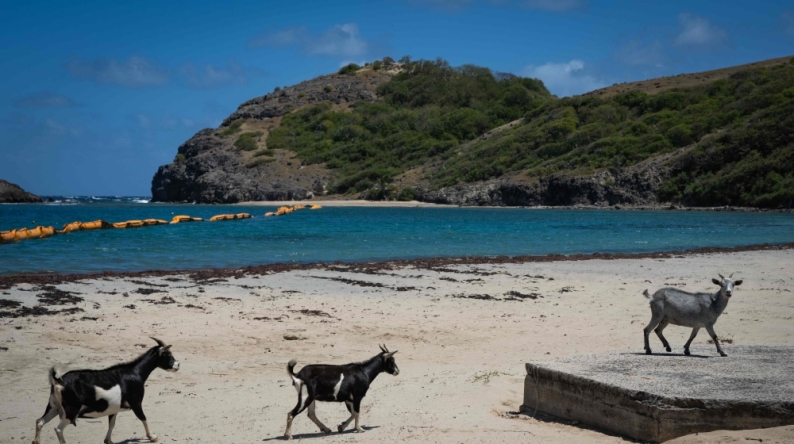 Goats walk on Pompierre Beach in Terre-de-Haut, Les Saintes, on the French Caribbean island of Guadeloupe, on March 18, 2026. (Photo by Carla Bernhardt / AFP)