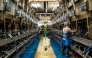 A worker prepares cows to be milked at a dairy farm in Mount Vernon, Washington. Photo credit: David Ryder/Bloomberg
