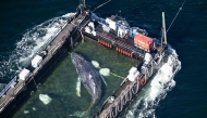 (Files) Aerial photo taken on April 29, 2026, shows the rescued humpback whale in a special barge along the Danish coastline enroute back to the North Sea after it beached on a sandbank near the city of Luebeck, in late March. (Photo by Philip Dulian / dpa / AFP) /