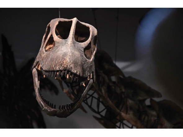 A model skeleton of Nagatitan chaiyaphumensis, Thailand's largest dinosaur, is pictured at the Thainosaur Museum in Bangkok on May 15, 2026. (Photo by Lillian Suwanrumpha / AFP)
 