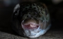 This photo shows a silver-cheeked pufferfish (Lagocephalus sceleratus) caught by a fisherman at the port of Ierapetra, on the island of Crete, on June 2, 2026. Photo by ANGELOS TZORTZINIS / AFP