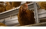 File photo (ABCNews)