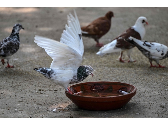 This photograph taken on July 10, 2026 shows a pigeon drinking from a bowl of water in Islamabad. (Photo by Farooq Naeem / AFP)