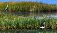 A black-winged stilt egret flies over a wetland in Ulcinj on June 2, 2026. (Photo by Savo Prelevic / AFP)
