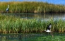 A black-winged stilt egret flies over a wetland in Ulcinj on June 2, 2026. (Photo by Savo Prelevic / AFP)
