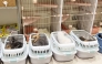 In this handout photo released by MOFF Corporation on July 30, 2026, rescued cats are seen at a MOFF facility in Hiroshima on July 29, 2026. (Photo by Handout / MOFF Corporation / AFP) 