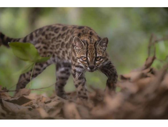 Credit: Fernando Faciole/National Geographic