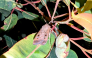 This picture taken on October 1, 2026 shows a Bogong moth among the leaves of a tree in Sydney. (Photo by David WILLIAMS / AFP)