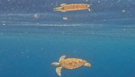 This underwater photo taken on September 25, 2026, shows an endangered adult green sea turtle gliding through the deep blue waters off the coast of Mataking Island in Semporna. Photo by Sai Aung Main / AFP