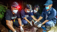 Natural Resources Conservation Agency (BKSDA) and Orangutan Foundation International (OFI) officials examine an orangutan after it was evacuated from a forest and land fire in the Baamang area of East Kotawaringin, Central Kalimantan on October 14, 2026. (Photo by REINA / AFP)
