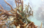 This picture taken on October 5, 2026, shows healthy coral growing in the waters of the Naidiri Marine Biodiversity Park, a marine protected area located about 52 kilometres from Nadi. Photo by Saeed KHAN / AFP