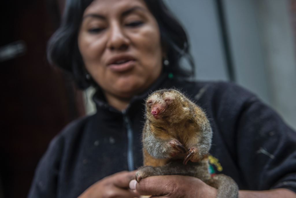 A pygmy anteater (Cyclopes didactylus), known as a silky anteater, is seen at the Huachipa Zoo in Lima, Peru on October 26, 2016. AFP / Ernesto BENAVIDES