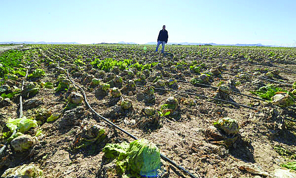 A man standing on a storm-hit vegetable field located in southeast Spain.