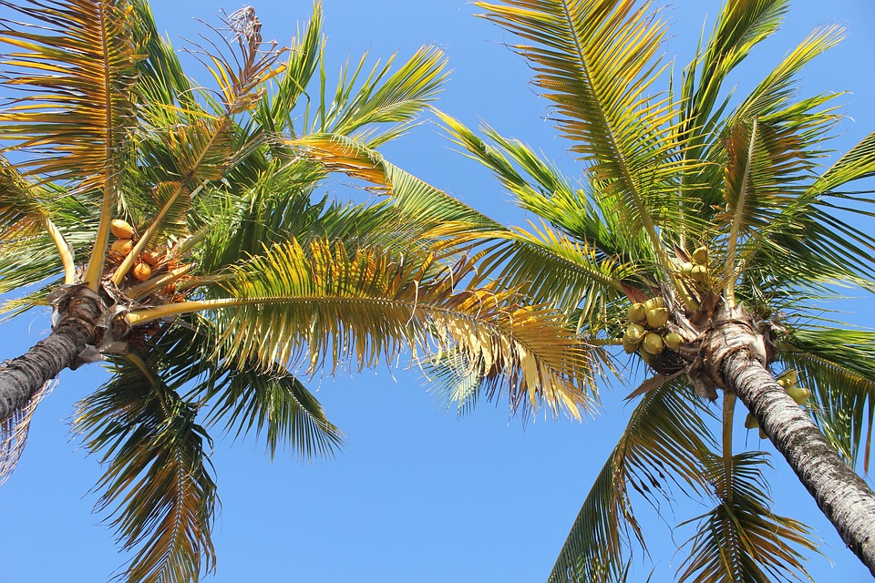 Representational file photo of a coconut tree.