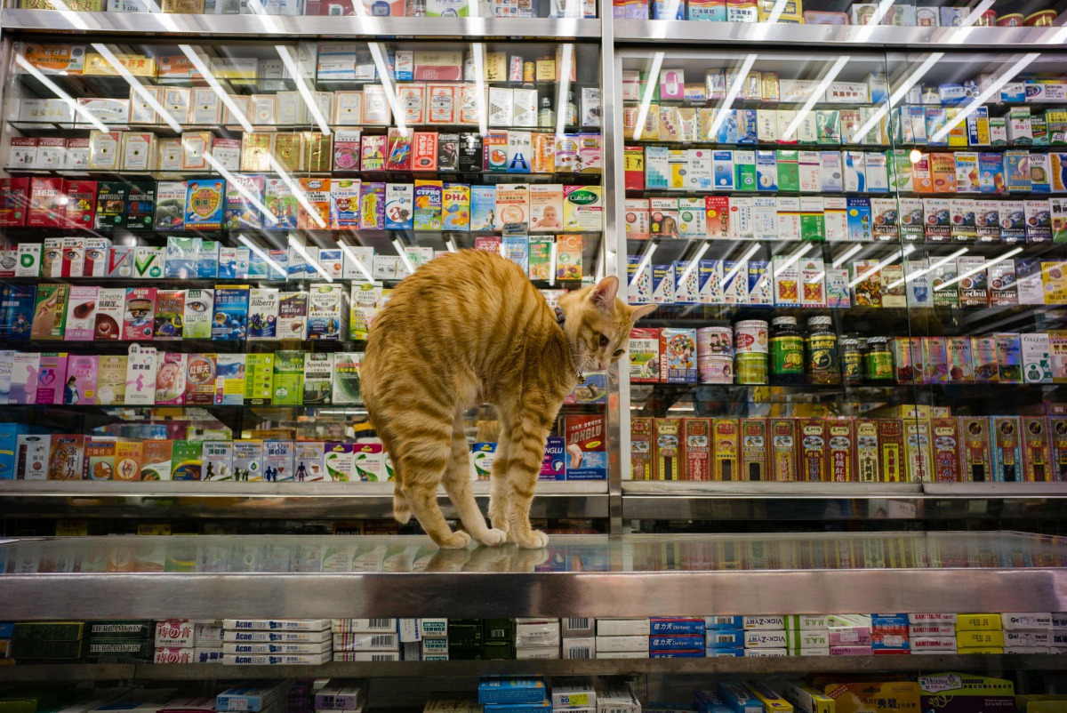 Representative image (A cat streches on a counter top in a Chinese and western medicine shop in Hong Kong on December 12, 2016. AFP / Anthony Wallace