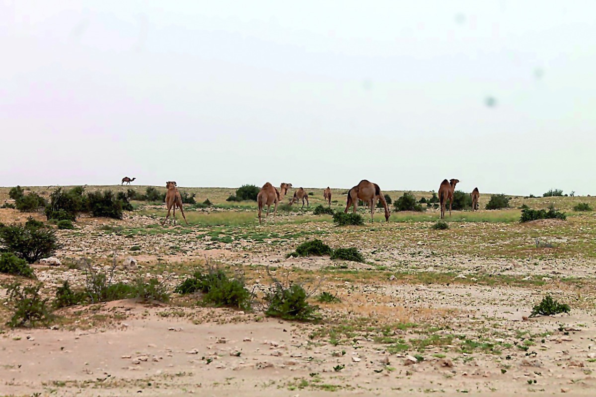 Camels grazing in an area prohibited for the activity. It was among the 43 violations against the environment recorded in the country in May.