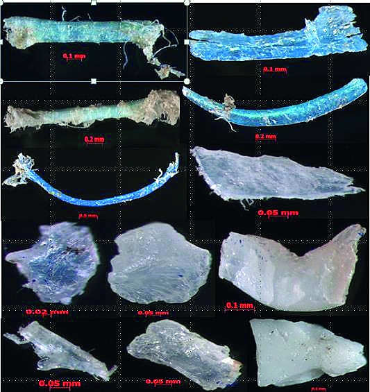 Microplastics found in the sea.