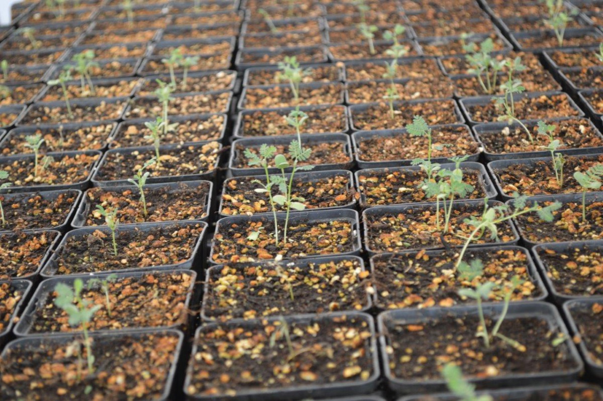 Qur’anic Botanic Garden has contributed 2,000 seedlings to Al Shabhana Association’s national tree campaign.