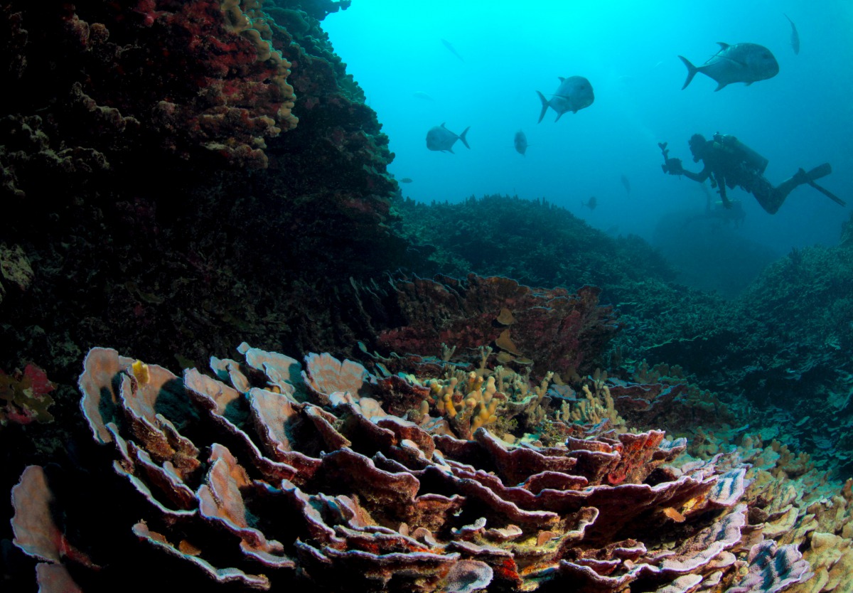 Divers and giant trevally (Caranx ignobilis) are pictued at Lisianski Island in Papahanaumokuakea Marine National Monument, northeast of Hawaii, U.S. (Greg McFall/NOAA Office of National Marine Sanctuaries/ Reuters)