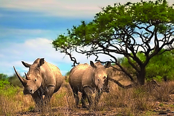 Qatar Airways has a policy of zero tolerance towards the illegal transportation of endangered species through its network.