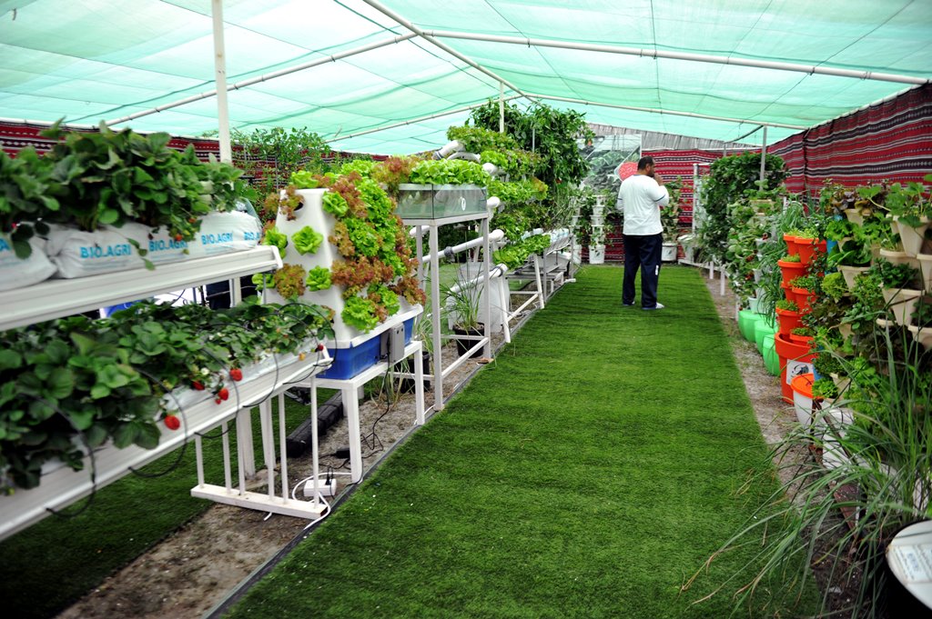 File photo of a hydroponics exhibition by the Ministry of Municipality and Environment in 2017.  
