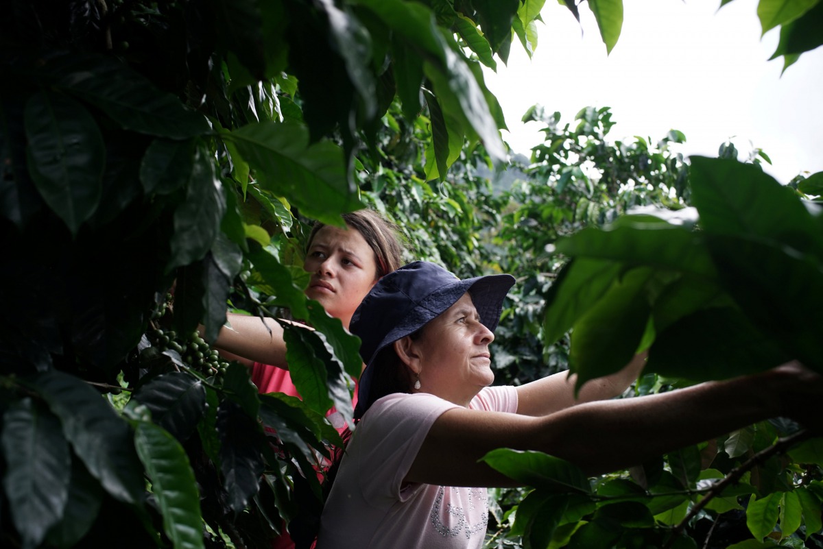 Coffee grower Rubiela (R) and her daughter Camila pick coffee in San Carlos, Colombia, July 14, 2017. (Reuters / Federico Rios) 