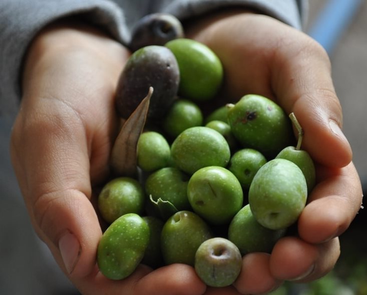 According to the statement, the agency opened an olive oil production plant in Montenegro’s coastal city of Ulcinj in the village of Pistula to support farmers in areas with the capacity of producing 200 tons of olive oil per season. Photo courtesy: olive