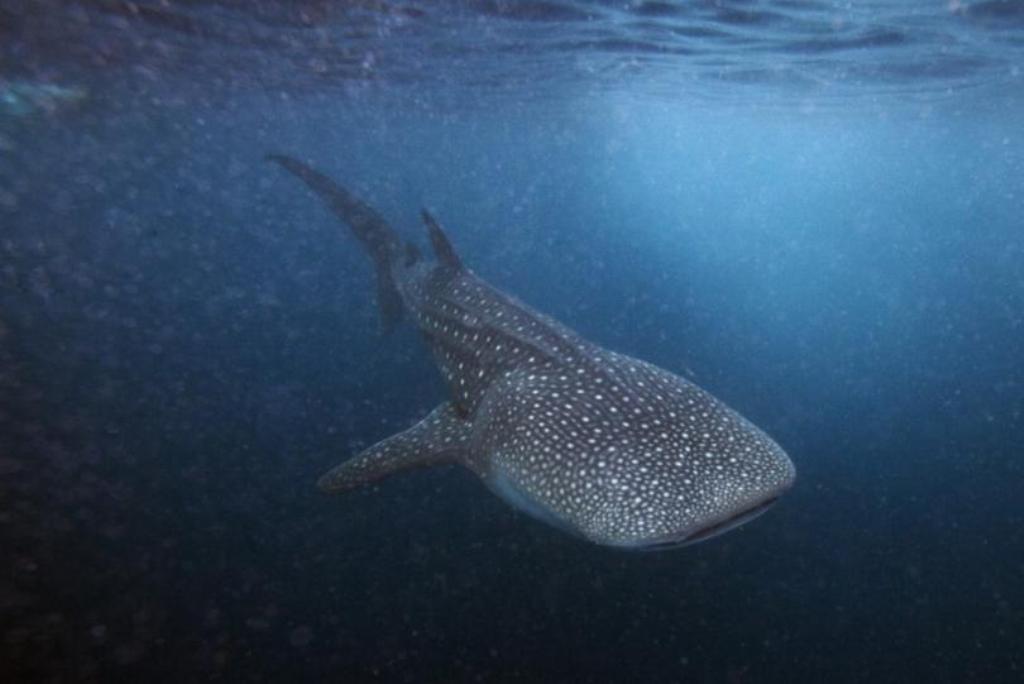 File photo of a six meter whale shark swims just outside Hanifaru Bay of Maldives' remote Baa Atoll, August 10, 2011. REUTERS/David Loh 