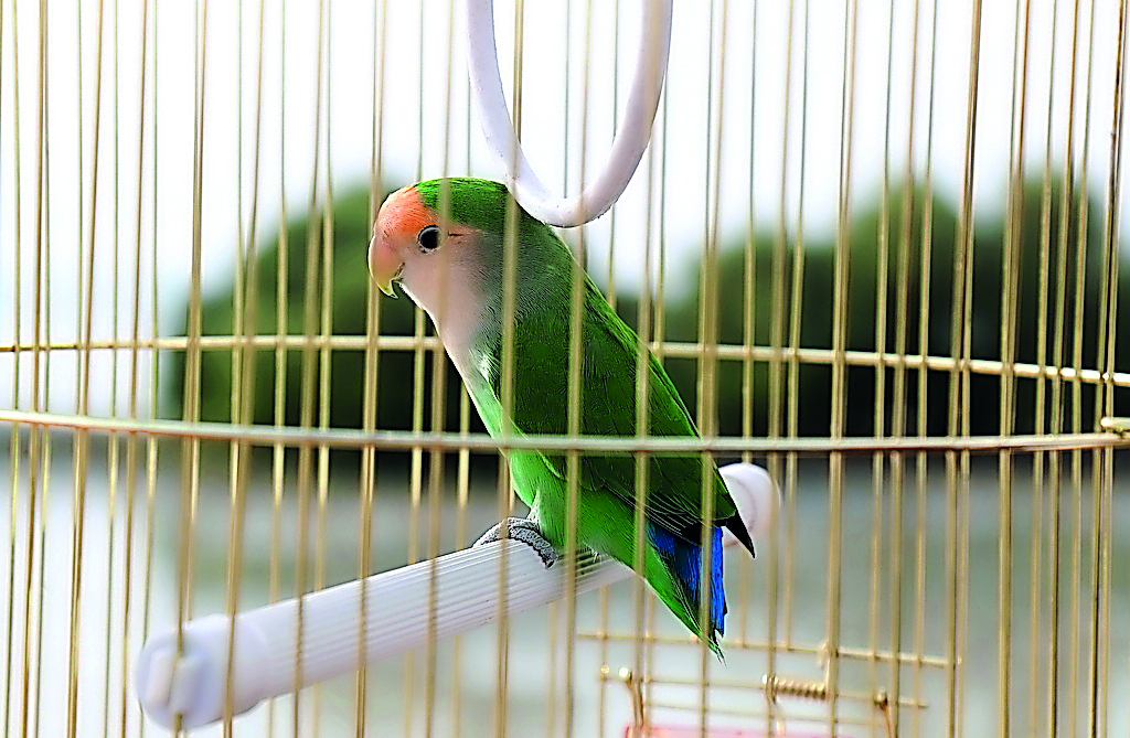 The bird called ‘Greeno’ before its release at Al Khor Park. 