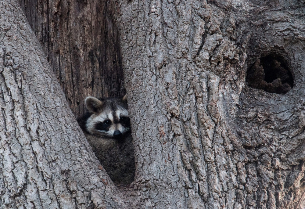 A raccoon rests in the hollow of a tree March 16, 2018 near Orchard Beach in New York. AFP / Don Emmert  