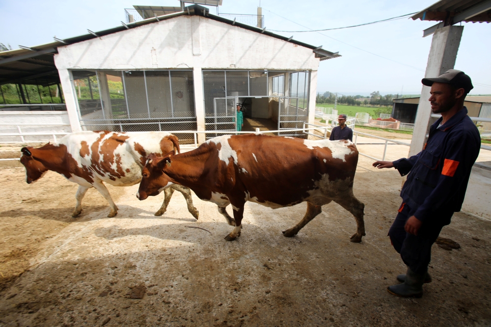 Cows are seen in a farm in Tipaza, Algeria April 21, 2018. Picture taken April 21, 2018. Reuters/Ramzi Boudina