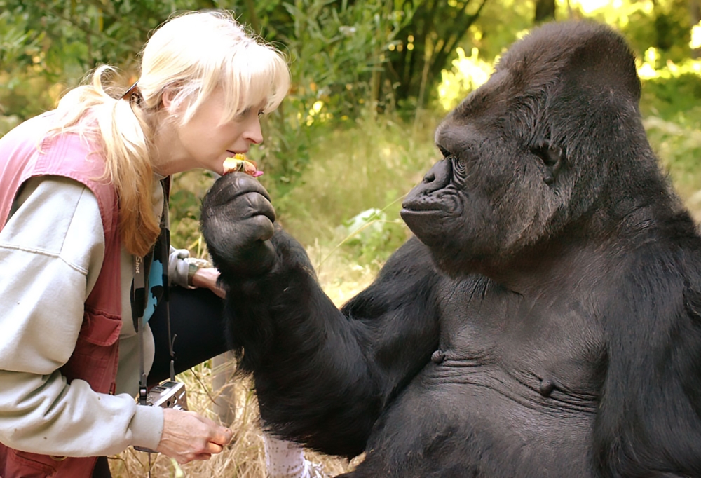(FILES): This undated handout photograph obtained June 21, 2018 courtesy of The Gorilla Foundation shows the gorilla Koko and her lifelong teacher and friend Dr. Penny Patterson. AFP PHOTO / The Gorilla Foundation