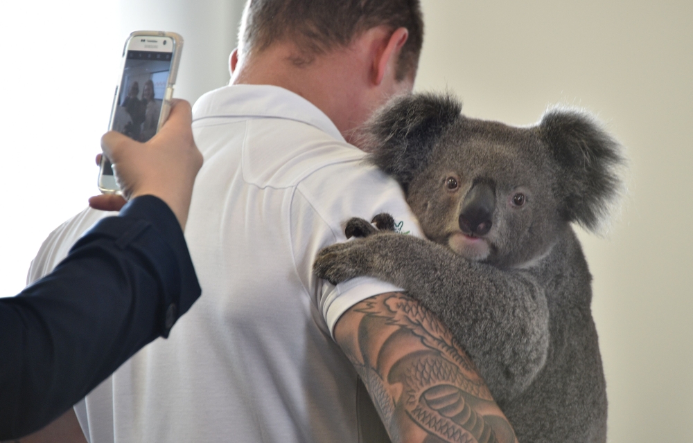 Chad Staples from the Featherdale Wildlife Sanctuary holds a four-year-old koala named Archer at a media event in Sydney on July 3, 2018. AFP / PETER PARKS