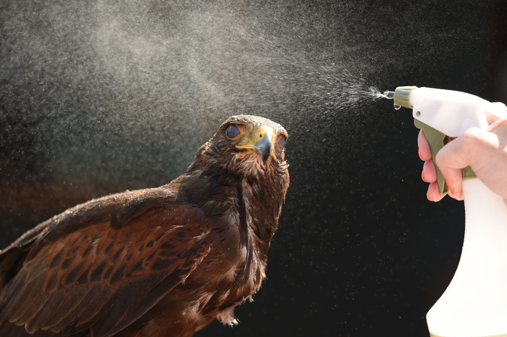 Rufus the Harris hawk is sprayed with water by handler Imogen Davies as she is interviewed by the media at The All England Lawn Tennis Club in Wimbledon, southwest London, on July 6, 2018. Rufus the Hawk is used at the All England Club to keep pigeons awa